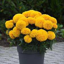 Chendumalli strings or marigold flower strings are most widely used in functions and celebrations. Tagetes Erecta African Marigold Yellow Treetify In Plant Trees Save Planet Shop Online Plants Saplings Seed And All Greenery