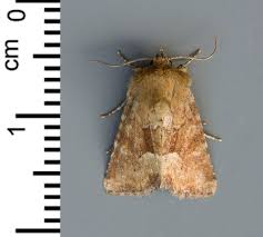 Image result for Photedes minima