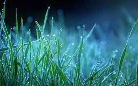 Wet Grass Hd Wallpaper Grass Wallpaper Rain Wallpapers Wallpaper
