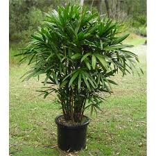 Find 400mm Raphis Excelsa Lady Palm At Bunnings Warehouse Visit Your Local Store For The Widest Range Of Garden Produ Air Purifying Plants Back Gardens Plants