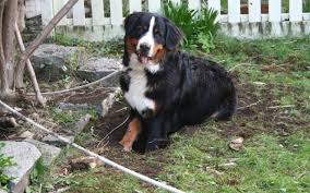 I hope to inspire you to make one positive step towards your gardening or organic living goals through your visit here today. How To Keep Dogs Out Of Your Garden Motion Sensor Sprinklers