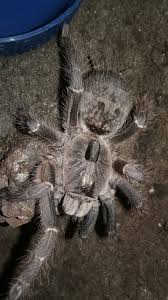 The ceratogyrus darlingi or rear horned baboon is an amazing little spider that gets its common name from a black horn that grows from its carapace. Ceratogyrus Darlingi Vs Marshalli Difference Arachnoboards