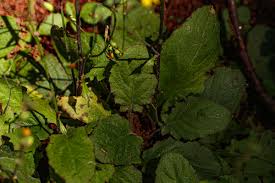 Image result for Youngia japonica