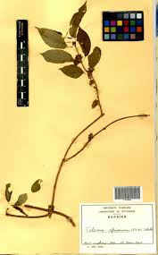 Image result for Telosma africana