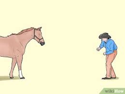 Como Se Tornar Amigo De Um Cavalo Com Imagens Wikihow