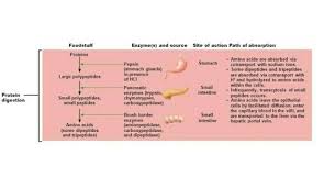 Flow Chart For Action Of Protein Digesting Enzyme Of