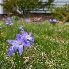 Image result for Loxodera bovonei