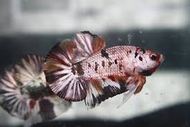 Ikan cupang merupakan salah satu jenis ikan hias yang hidup di air tawar, di mana ikan ini sendiri terkenal akan kecantikan warnanya dan ekor yang mempunyai kesan seperti kipas. Bagaimana Cara Memindahkan Ikan Cupang Yang Baru Dibeli Ke Wadah Baru Aquaama