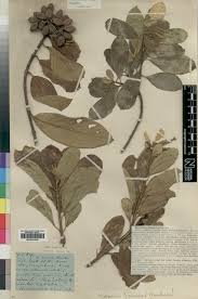 Image result for Mussaenda rivularis