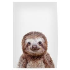 You've been slothing all day i think we've slothed enough for the. Baby Sloth Als Poster Bei Artboxone Kaufen