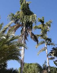 Image result for Caryota urens