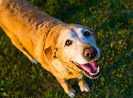 Most puppies will breathe fast when sleeping due to rem sleep. Shallow Breathing In Older Dogs Wag And Cluck Wag And Cluck