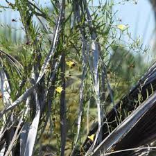 Image result for Xenostegia alatipes