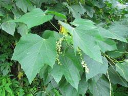 Image result for Neoboutonia