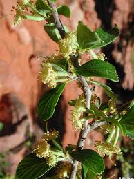 Image result for eustoma maurine