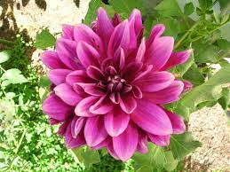 Dahlias Gladiolus Flower Summer Flowers Planting Flowers