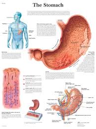 The Stomach Anatomical Chart