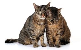 Why Do Cats Rub Their Faces Against Everything The Munch Zone Cats Cat Behavior Rubs
