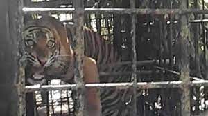 Mhb sáp nhập vào bidv: Harimau Yang Masuk Perangkap Besi Di Kubung Kabupaten Solok Sudah Dievakuasi Halaman All Tribun Padang