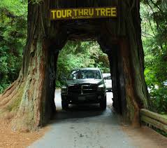 A rare photographic glimpse of ross (he's driving the quality suzuki forenza). 71 209 Drive Tree Photos Free Royalty Free Stock Photos From Dreamstime