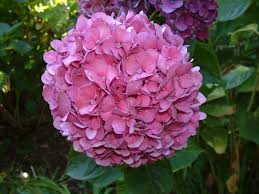 Image result for Mostuea microphylla