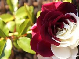 اجمل صور الورد اشكال جميلة ومتميزة من الورود كيوت