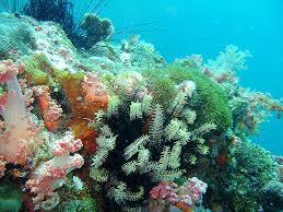 Resultado de imagem para wallpapers of corals