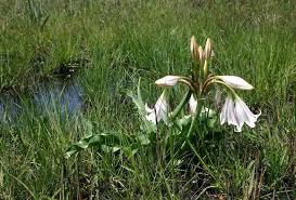 Image result for Crinum macowanii