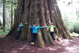 Baby redwood tree in front of parent, redwood forest, yosemite, california. Guided Eco Tour Elk Meadow Cabins