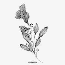 A Bunch Of Flowers Black And White Plant Line Drawing Plant Flower Clipart Black And White Flower Black And White Black And White Png Transparent Clipart Im Flower Line Drawings Plant