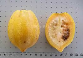 Image result for Vasconcellea pubescens