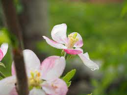 Flowers of sulphur straight mile nursery gardens. Blossom Thinning Apples With Lime Sulfur Old Dog New Trick Nc State Extension