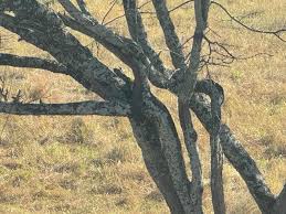 Image result for Caloncoba crepiniana