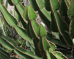 Image result for Euphorbia fortissima