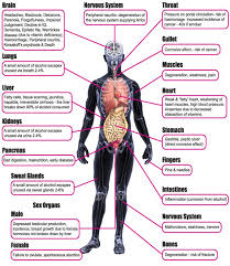 Emotional Pain Body Chart Bedowntowndaytona Com