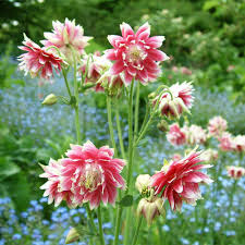 Aquilegia vulgaris 'heidi' aux fleurs rose satiné ; Akelei Plena Nora Barlow Aquilegia Vulgaris Plena Nora Barlow Native Plants