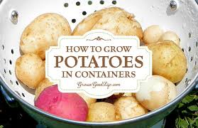 How do you grow container potatoes? How To Grow Potatoes In Containers