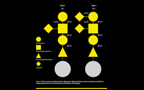 Original Research Paper Secretors In Manipuri Population: A Study