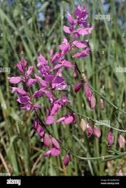 Image result for Polygalaceae