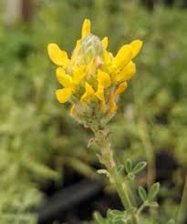 Image result for Asclepias aurea