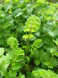 Organic Herb Salad Burnet Seeds Sanguisorba Minor Unique Leaf Shape For Salads Garnishes Heirloom Wiesenknopf