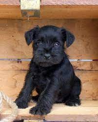 Find out just how big your mini schnauzer will get to be. Black Miniature Schnauzer Miniatureschnauzer Schnauzer Puppy Miniature Schnauzer Puppies Mini Schnauzer Puppies