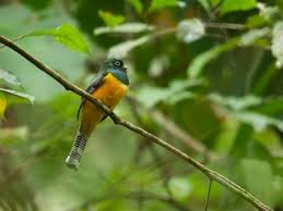 Image result for Tetrapogon tenellus