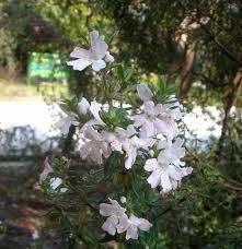 Image result for Westringia