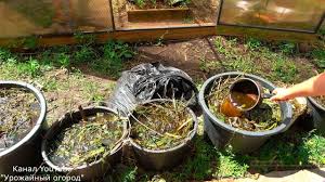 секрет раскрыт лучшее удобрение всех времен чай из травы Sekret Raskryt Luchshee Udobrenie Vseh Vremen Chaj Iz Travy Youtube Ovoshnye Gryadki Trava I Vyrashivanie Pomidorov