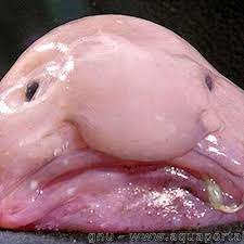 Blob url/object url is a pseudo protocol to allow blob and file objects to be used as url source for things like images, download links for binary data and so forth. Blob Fish Lordblobfish Twitter