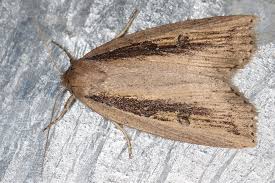 Image result for Chilodes maritima