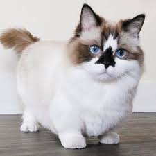 Fluffy plush cat bed house mat beds for cats pet products super soft warm long plush round cat dog beds houses for cats puppy. Marshmallow Munchkin Cat