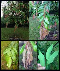 Image result for Cleistanthus