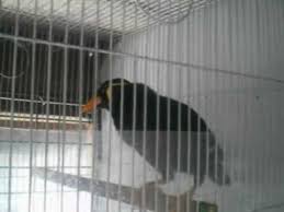 Mynah For Sale Youtube